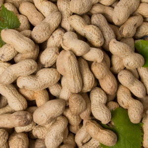 Arachide fraiche
