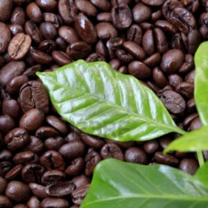 Café robusta
